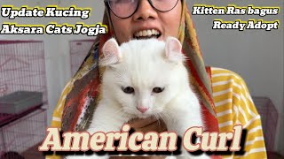 American Curl / Kucing telinga ikal||Update kucing siap adopsi ‼ Tempat adopsi kucing Jogja #kucing