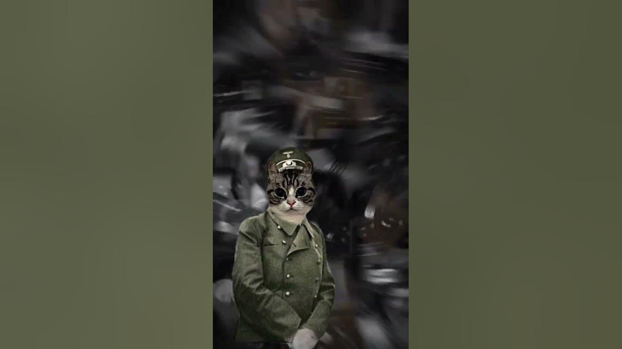 #комару #кот #мем #кошка - YouTube
