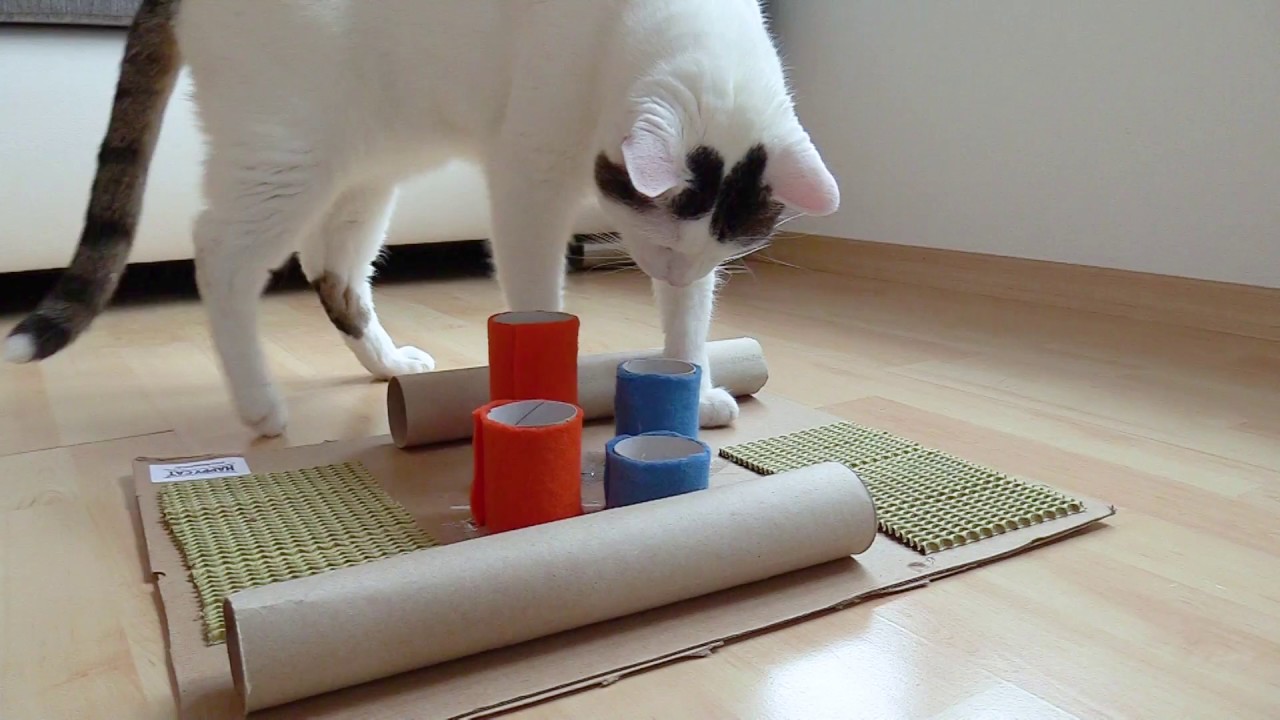 Happy Cat - Fummelbrett für Katzen selber basteln - YouTube