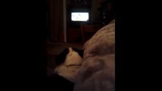 Brie Hates The Beggin Strips Commercial