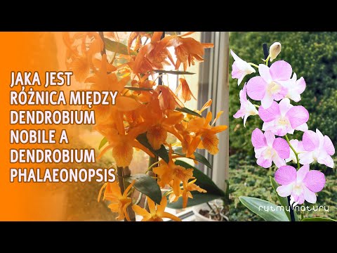 Wideo: Różnica Między Storczykami Dendrobium I Phalaenopsis