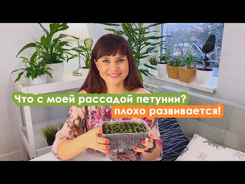 Что с моей рассадой петунии? Всходы вышли, но не развиваются?