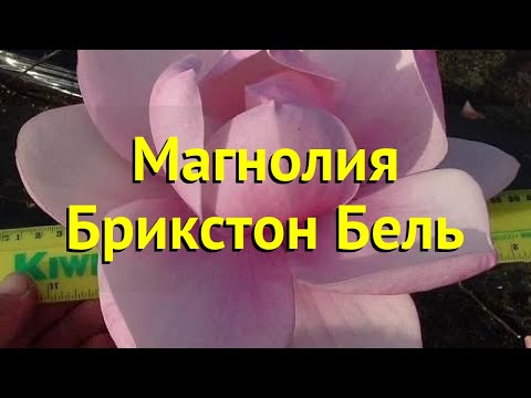 Видео: Информация о магнолии Sweetbay - Как выращивать магнолию Sweetbay и ухаживать за ней