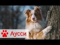 Австралийская овчарка | Стандарт, характер и воспитание породы аусси