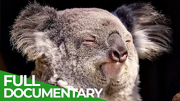 Wildlife - Just Marsupials | Free Documentary Nature