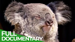 Wildlife  Just Marsupials | Free Documentary Nature