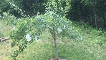 RESHAPING pear trees so they’re more PRODUCTIVE and EASIER to pick fruit