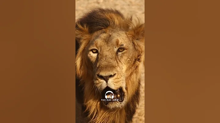 Zoo's Are Animal Prisons!! - Joe Rogan #jre #joerogan #animals