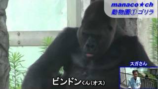 福岡市動物園 1 ゴリラ Fukuoka City Zoological Garden Gorilla Youtube