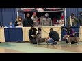 SSSBULLIES Champion Luca Brasi (American Bully) competing at a conformation dog show