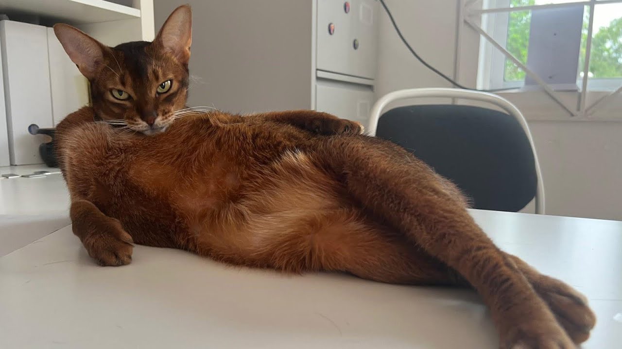 Crazy and Adorable Cat Clips and Memes