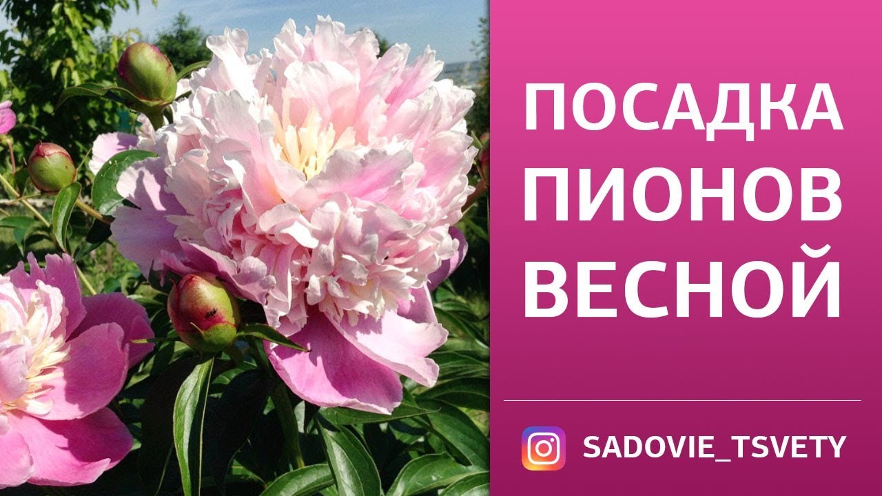 Купить Пионы В Нижнем Новгороде Для Посадки