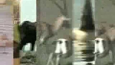 The Books - "An Owl With Knees" (official video)