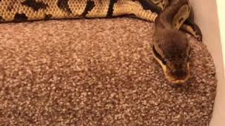 Famous Black Pewter Ball Python/Royal Python Profile