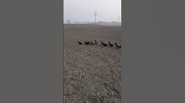 Thousands of ducks released to protect Thai rice fields from pests | Bird And Animal P715