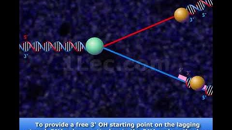 DNA Replication Fork