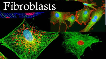 Fibroblasts In 3 Minutes