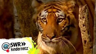 OLI bei den Tigern | OLIs Wilde Welt | SWR Kindernetz