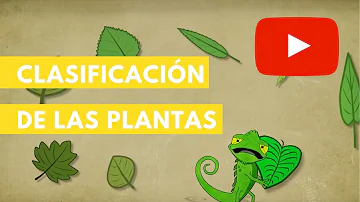 ¿Cuáles son los 7 niveles de clasificación de las plantas?