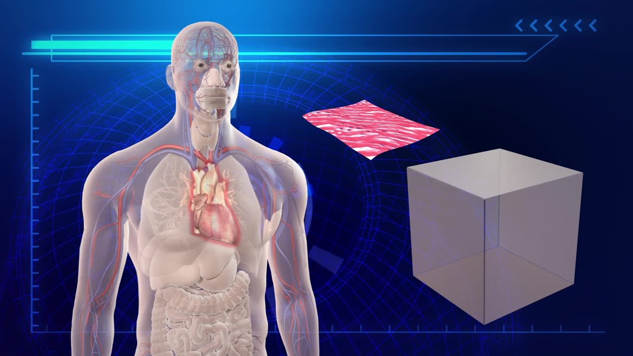 3D printed ‘organ on a chip’ could end animal testing