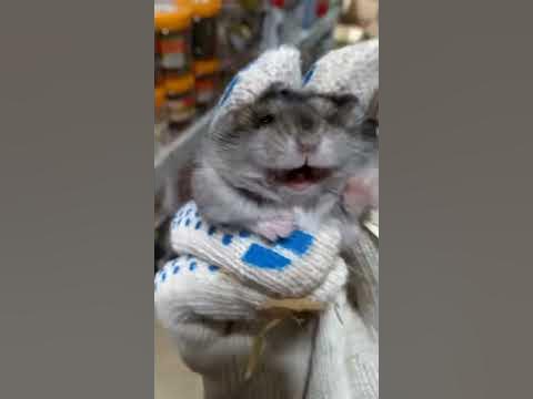 Хомяк орет:D - YouTube