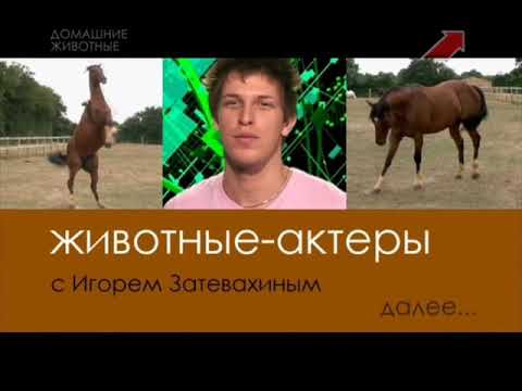 ,,Боевой конь,,Х/Ф..Как снимали фильм..подробности и рассказы актёров.