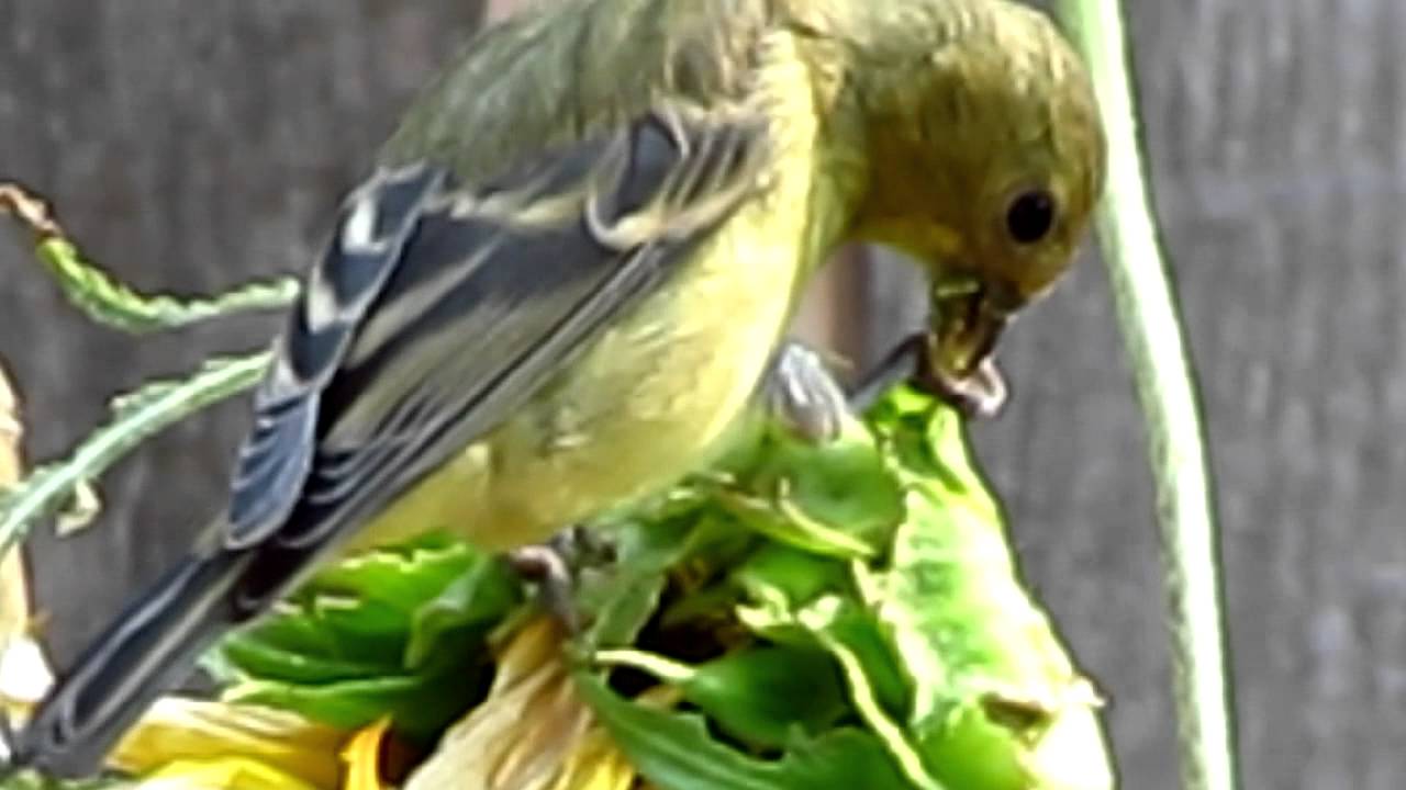 My Little Finches Ate the Leaves on the Sunflower Plants YouTube
