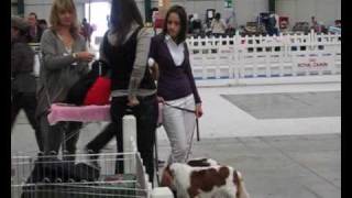 Expò Bastia Umbra www.mycavalierking.com