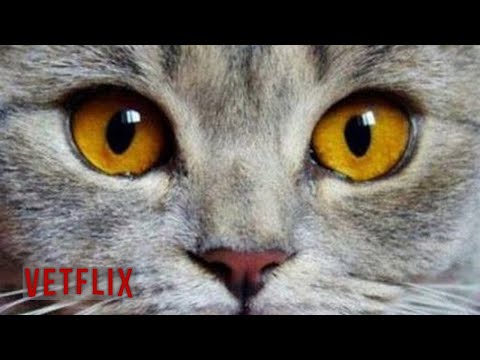 Vídeo: Hepatopatia Vacuolar Em Gatos