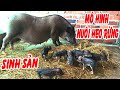 TRẠI HEO RỪNG GIỐNG || Mô hình nuôi heo rừng sinh sản tại tây ninh