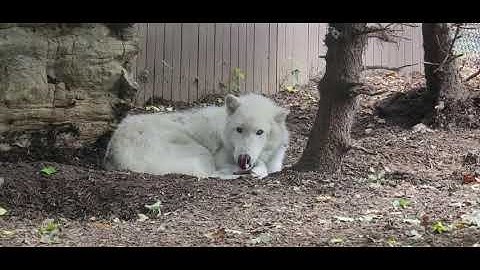 Turtle Back Zoo Wolf Woods 2020: Exploring the Enigmatic World of Wolves