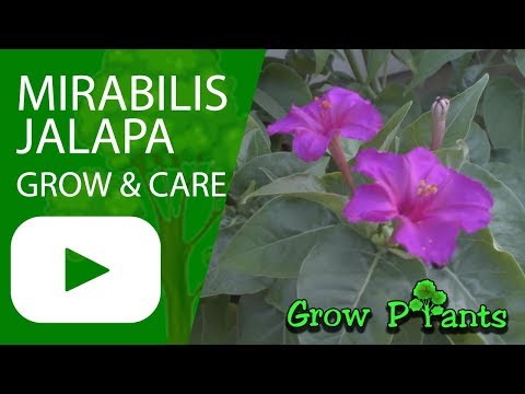 Video: Mirabilis Yalapa A Její Pěstování