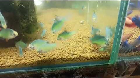 CÁ XECAN XANH- CÁ BƠI ĐÀN TẠI MÂY AQUA