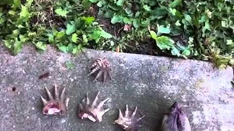 Snapping turtle cleaning, by Cooter pt2