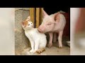 PIGS are really special and funny pets! BETTER THAN CATS?