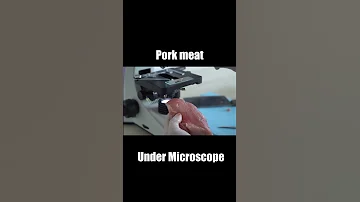 pork meat Under Microscope 62