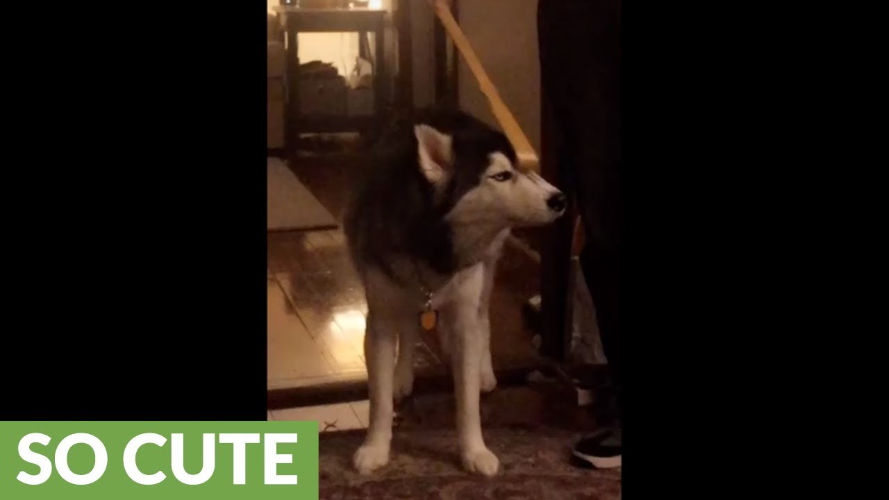videos for cats Husky thoroughly enjoys scratch from owner's back-scratcher tool