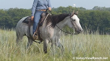 Bluebell - trail riding! - ValleyViewRanch.net