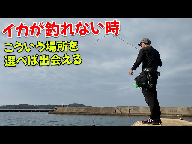 エギングやられる方　必見 イカボウズ回避術！釣果0にしない為のエギング講座！とりあえず釣るん