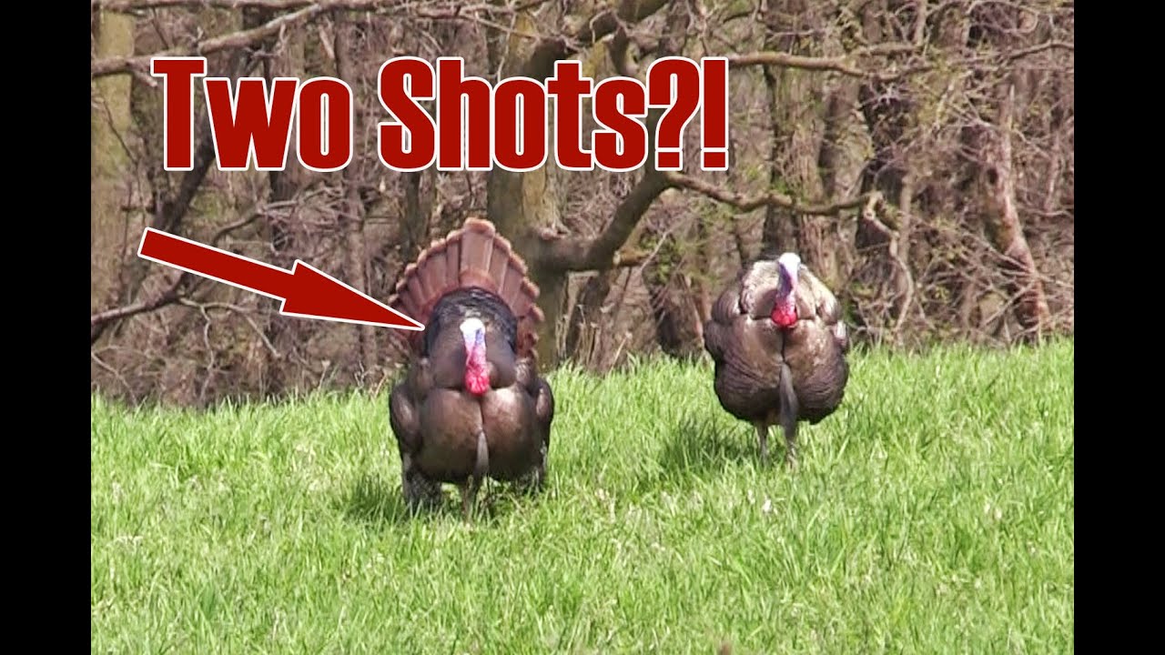 Iowa Turkey Hunting 2017 YouTube