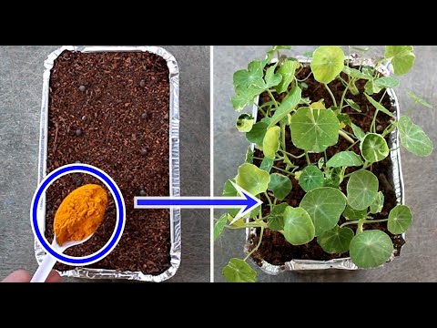 Video: Nasturtium blomstrer ikke – grunner til ingen blomster på nasturtiumplanten