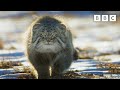 Worlds grumpiest cat i frozen planet ii i bbc