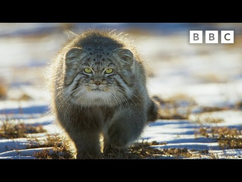 Video: Od divokej mačky až po nevrlú mačku: krátka história našej fascinácie s mačkami