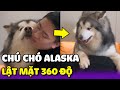 Chú chó Alaska với MÀN LẬT MẶT siêu BẤT NGỜ😂 | Yêu Lu Official