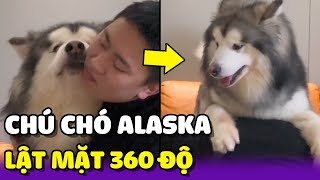 Chú chó Alaska với MÀN LẬT MẶT siêu BẤT NGỜ😂 | Yêu Lu Official