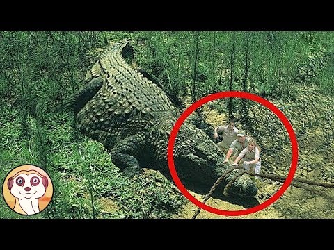 Video: Quando sono stati messi in pericolo gli alligatori?