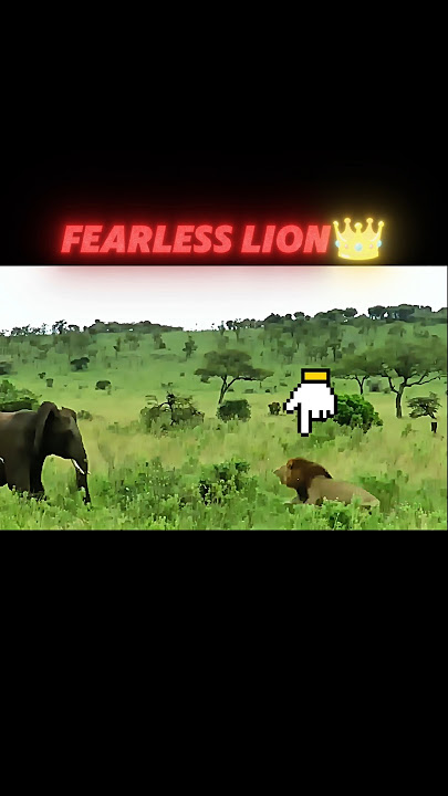 Elephant Scares Tiger, But Not the Lion! #trending #animals #wildlife #youtubeshorts #lion #tiger