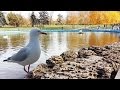 Чайки и лебеди на озере в красивом осеннем парке.
