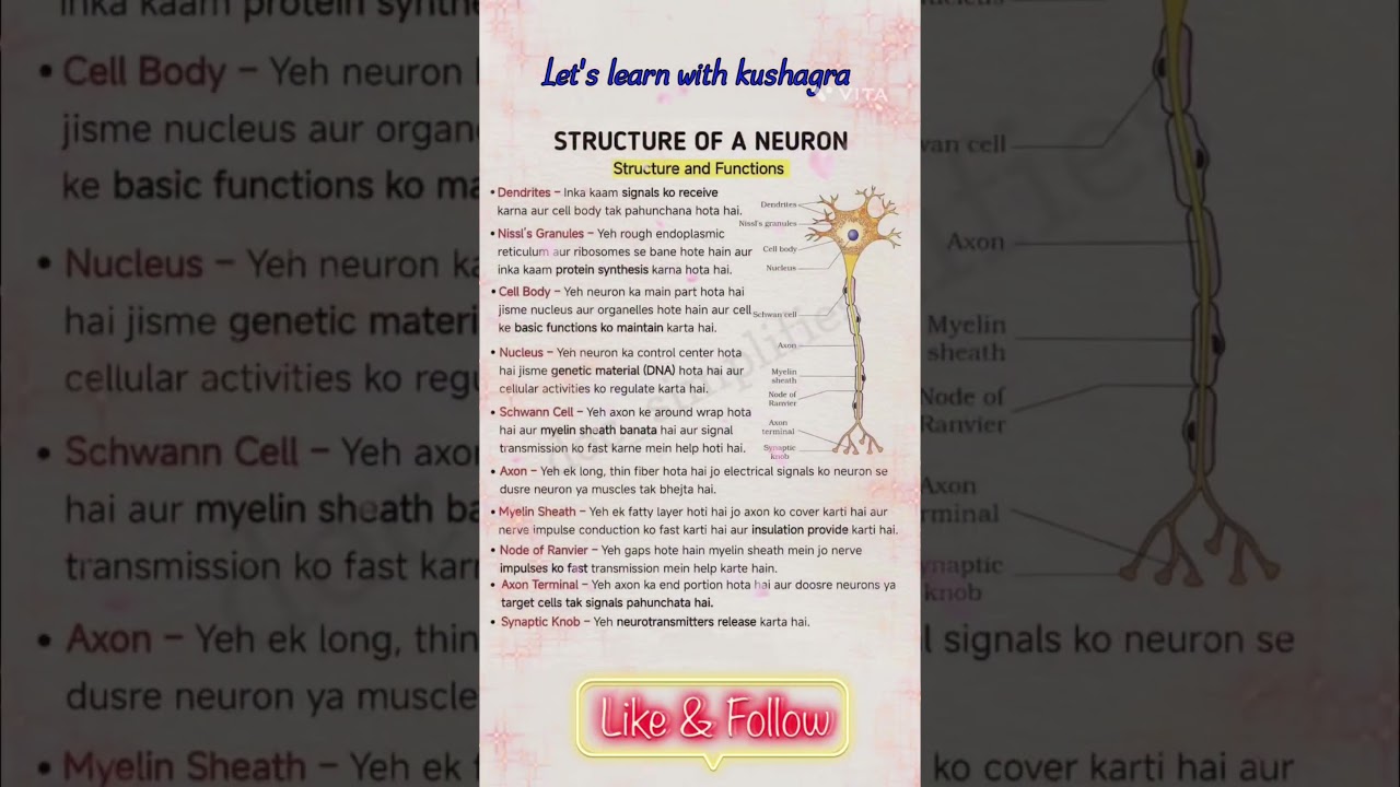structure of neuron simplified