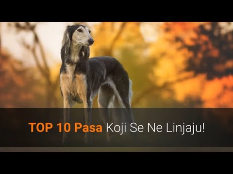 Video: 10 pasmina koje se bacaju najmanje